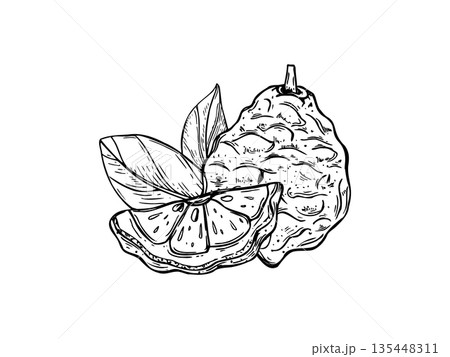 Whole and sliced fresh bergamot with leaves outline vector black ink composition. Monochrome Asian juicy fruit isolated illustration. Kaffir lime citrus composition for menu, cosmetic packaging Whole and sliced fresh bergamot with leaves outline vector black ink composition. Monochrome Asian juicy fruit isolated illustration. Kaffir lime citrus composition for menu, cosmetic packaging 135448311
