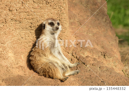 春の訪れで壁にもたれてのんびりと日光浴を楽しむミーアキャット 135448332