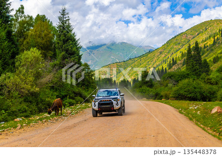 Brown bovine grazing in mountain valley with white SUV in Kyrgyzstan Brown bovine grazing in mountain valley with white SUV in Kyrgyzstan 135448378