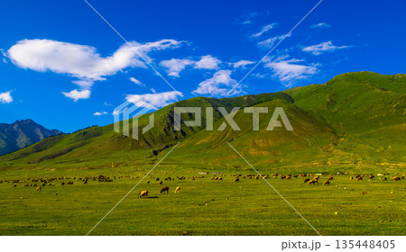 Large flock of sheep grazing in green mountain valley in Kyrgyzstan Large flock of sheep grazing in green mountain valley in Kyrgyzstan 135448405