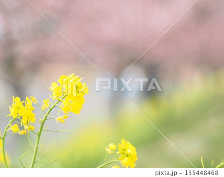 菜の花と桜影 135448468