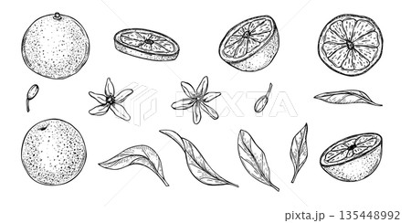 Monochrome sweet fresh orange fruit, leaves, flowers clip art vector isolated illustration painted by black inks. Juicy citrus set etching drawing for healthy food design, cosmetics packaging 135448992