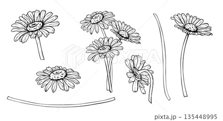 Monochrome Daisy flower clip art vector isolated illustration. Hand drawn garden Chamomile etching drawing. Black outline set of wildflowers for wedding invitations, greeting cards Monochrome Daisy flower clip art vector isolated illustration. Hand drawn garden Chamomile etching drawing. Black outline set of wildflowers for wedding invitations, greeting cards 135448995