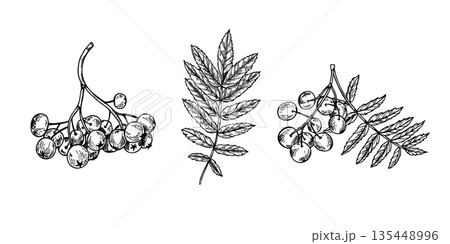 Rowan berries cluster with leaves clip art vector isolated illustration. Hand drawn monochrome mountain ash berry etching drawing. Autumn harvest for seasonal designs, medicine packaging. 135448996
