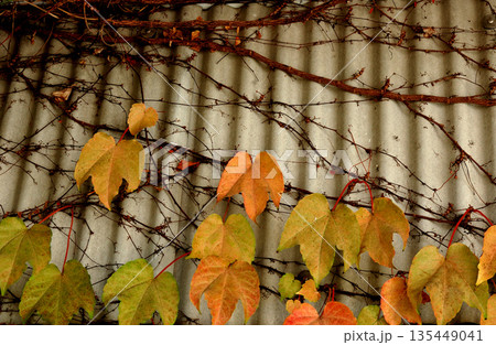 漁港の倉庫の蔦の紅葉 135449041