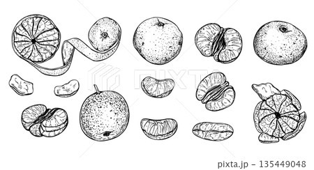 Mandarin orange or tangerine clip art hand drawn ink vector isolated illustration. Peeled fruit, fruits in peel, slices and zest line art black ink sketch. Etching drawing of sweet citrus clementine 135449048