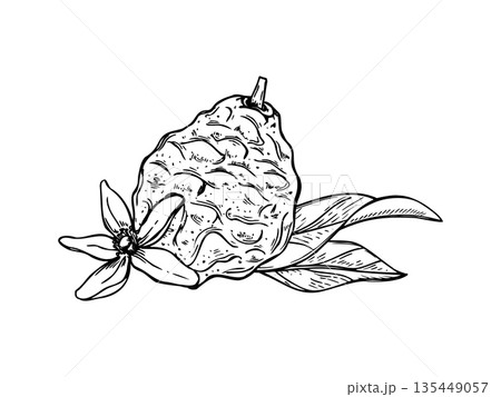 Bergamot fruit with flower and leaves vector isolated illustration painted by black inks. Sweet tropical citrus line art black ink sketch. For mulled wine decor, recipes, poster 135449057