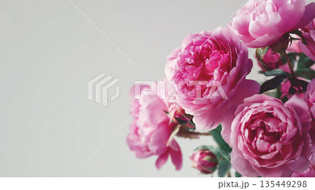 Bright pink flowers on display in a simple arrangement against a light background Bright pink flowers on display in a simple arrangement against a light background 135449298