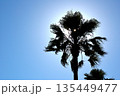 ワシントンヤシのシルエット 135449477