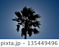 ワシントンヤシのシルエット 135449496