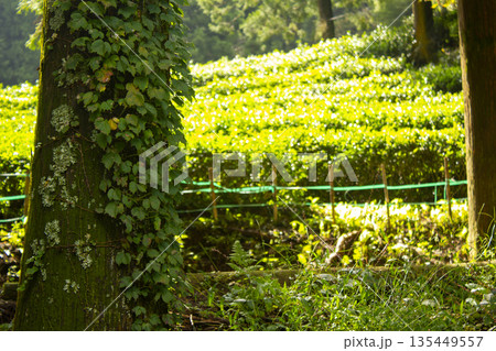 Tree trunks covered with ivy and green tea fields 135449557