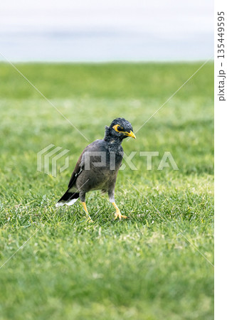 Common myna bird with yellow beak walking on green lawn Common myna bird with yellow beak walking on green lawn 135449595