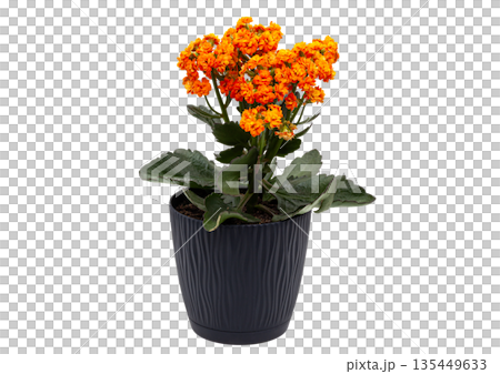 Isolated object for creativity. Oval wooden artist palette covered with colorful spots of dry and fresh paint, featuring two palette knives. Concept of art, hobby, painting, and inspiration 135449633