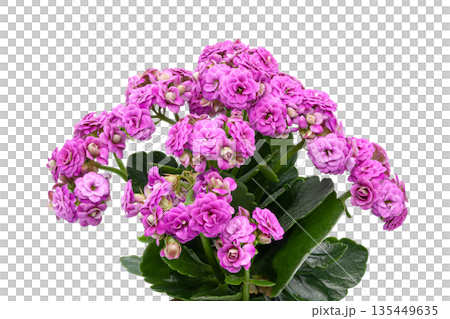 Isolated object for creativity. Oval wooden artist palette covered with colorful spots of dry and fresh paint, featuring two palette knives. Concept of art, hobby, painting, and inspiration 135449635