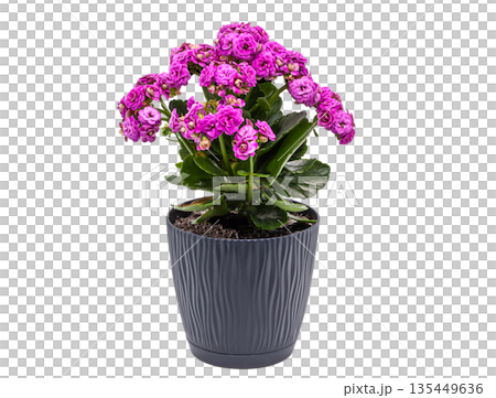 Isolated object for creativity. Oval wooden artist palette covered with colorful spots of dry and fresh paint, featuring two palette knives. Concept of art, hobby, painting, and inspiration 135449636