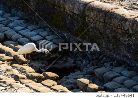 干上がった冬の川にいる大鷺 135449641