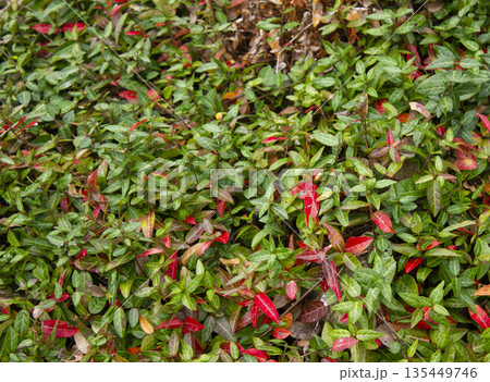 Close-up of Asian Jasmine leaves. Close-up of Asian Jasmine leaves. 135449746