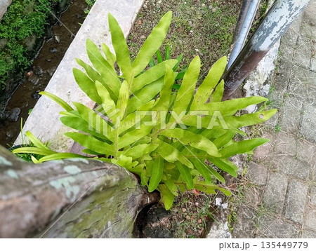Green Wart Fern Phymatosorus Scolopendria Growing on Tree Trunk 135449779