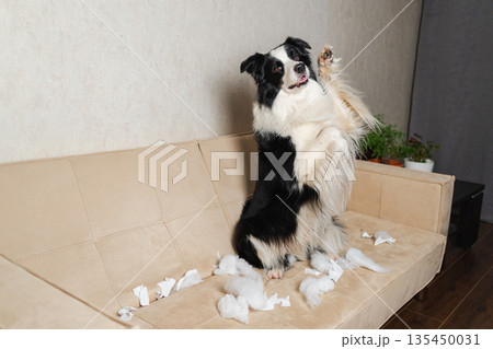 Naughty playful puppy dog border collie after mischief biting paper sitting on couch at home. Guilty dog and destroyed living room. Damage messy home and puppy with funny guilty look 135450031