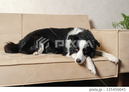 Cute puppy dog border collie lying down playing with funny face on couch at home indoors. Pet dog resting ready to sleep on cozy sofa. Funny emotional dog Love for pets friendship companion pet care Cute puppy dog border collie lying down playing with funny face on couch at home indoors. Pet dog resting ready to sleep on cozy sofa. Funny emotional dog Love for pets friendship companion pet care 135450045
