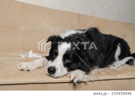 Naughty playful puppy dog border collie after mischief biting paper lying on couch at home. Guilty dog and destroyed living room. Damage messy home and puppy with funny guilty look 135450046