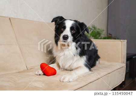St Valentines Day concept. Funny cute puppy dog border collie with red heart lying down on couch at home indoor background. Lovely pet dog in love on valentines day gives gift. Love lovesick sorry St Valentines Day concept. Funny cute puppy dog border collie with red heart lying down on couch at home indoor background. Lovely pet dog in love on valentines day gives gift. Love lovesick sorry 135450047