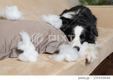 Naughty playful puppy dog border collie after mischief biting pillow lying on couch at home. Guilty dog and destroyed living room. Damage messy home and puppy with funny guilty look 135450048