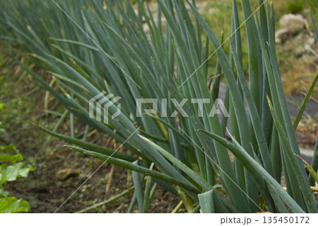 A close-up of a green onion field. A close-up of a green onion field. 135450172