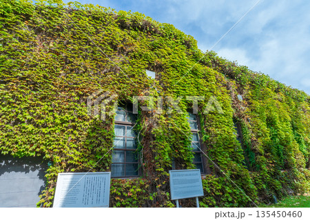 岡山県倉敷市　ツタの絡まる赤レンガ塀　　倉敷アイビースクエア 135450460