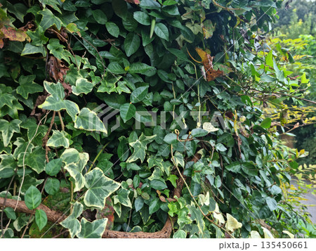 These are patterned ivy leaves. 135450661