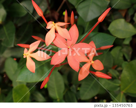 サンダンカの花 135450763