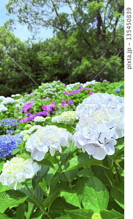 公園に咲く紫陽花 公園に咲く紫陽花 135450839