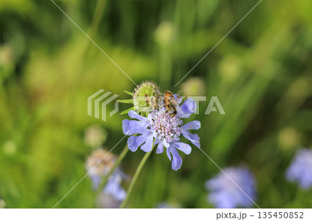 マツムシソウにとまり蜜を集める蜂をクローズアップで捉えたマクロ写真 135450852