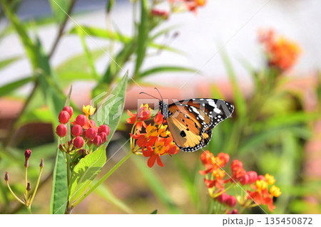 毒チョウの楽園 135450872
