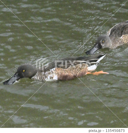 ユーモラスなハシビロガモ 135450873