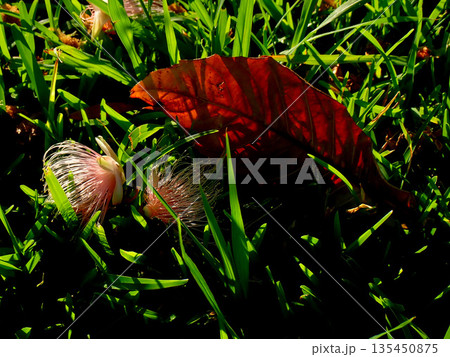 サガリバナは夏の名残 135450875