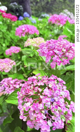 鮮やかなピンクの紫陽花 鮮やかなピンクの紫陽花 135451272