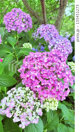 梅雨に咲く紫陽花 梅雨に咲く紫陽花 135451273