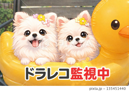 ポメラニアン　ドラレコ監視中 135451440