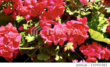 開花した赤色のゼラニウム 開花した赤色のゼラニウム 135451561