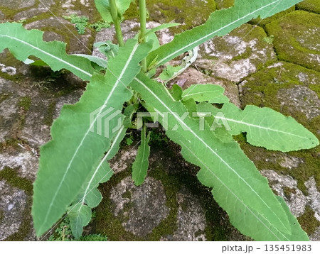 Tempuyung (Sonchus Arvensis) Plant Growing Between Paving Stones Outdoors 135451983