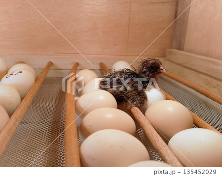 Wet Newborn Baby Chick Resting on White Eggs in Incubation Tray Wet Newborn Baby Chick Resting on White Eggs in Incubation Tray 135452029
