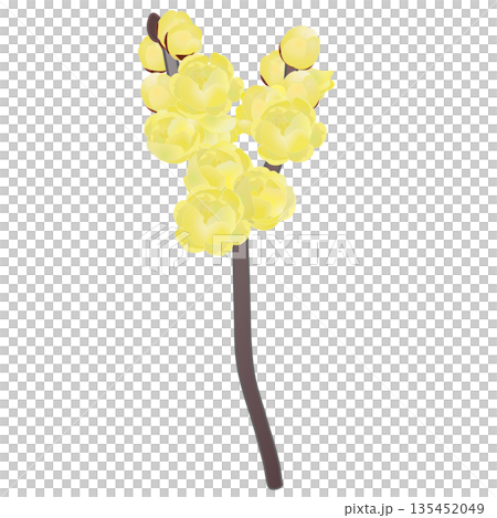 ロウバイの花イラスト 135452049