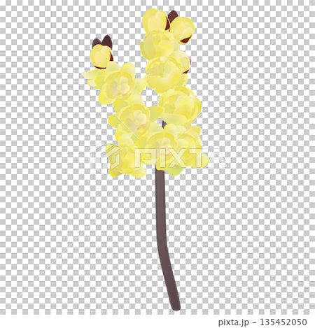 ロウバイの花イラスト ロウバイの花イラスト 135452050