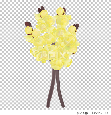 ロウバイの花イラスト ロウバイの花イラスト 135452053