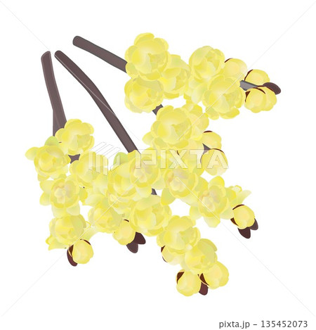 ロウバイの花イラスト 135452073