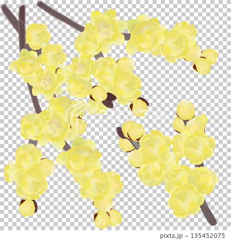 ロウバイの花イラスト ロウバイの花イラスト 135452075