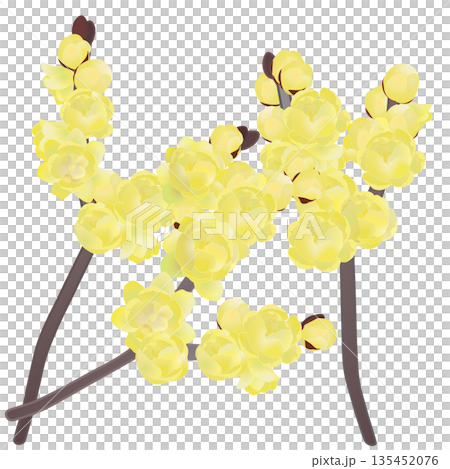 Wintersweet flower illustration Wintersweet flower illustration 135452076