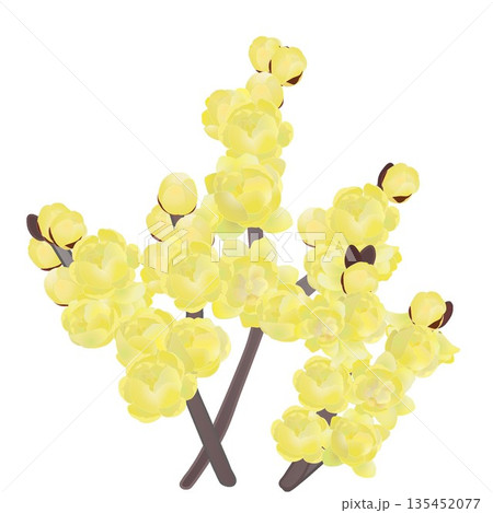 ロウバイの花イラスト 135452077