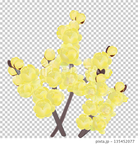 ロウバイの花イラスト 135452077